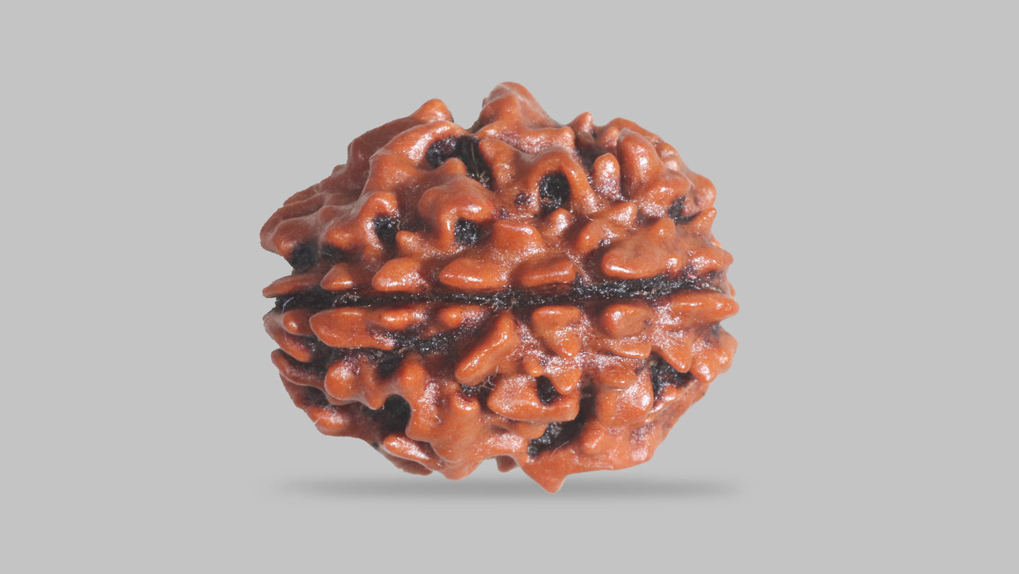3 MUKHI RUDRAKSHA (21.15 mm)