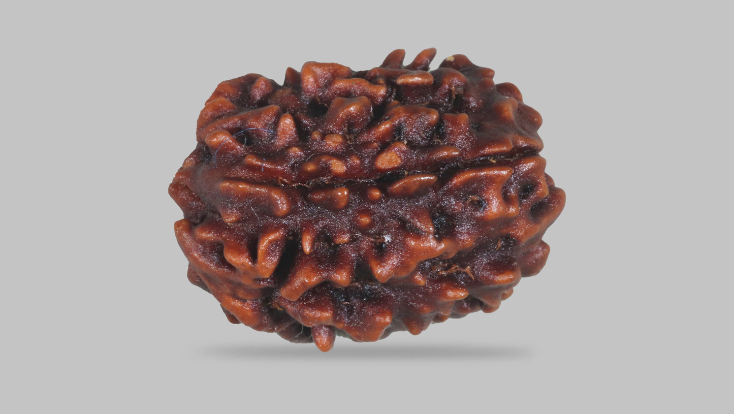 3 MUKHI RUDRAKSHA (20.90 mm)