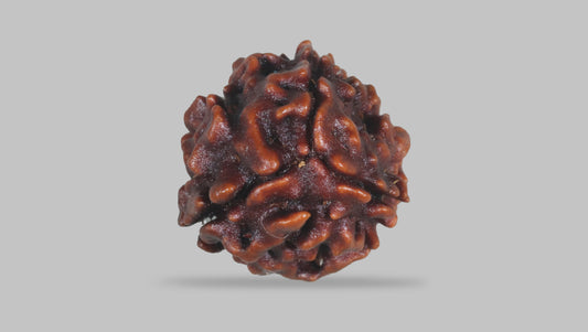 3 MUKHI RUDRAKSHA (20.90 mm)