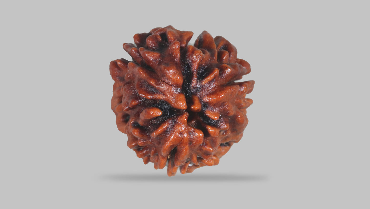 3 MUKHI RUDRAKSHA (22.70 mm)