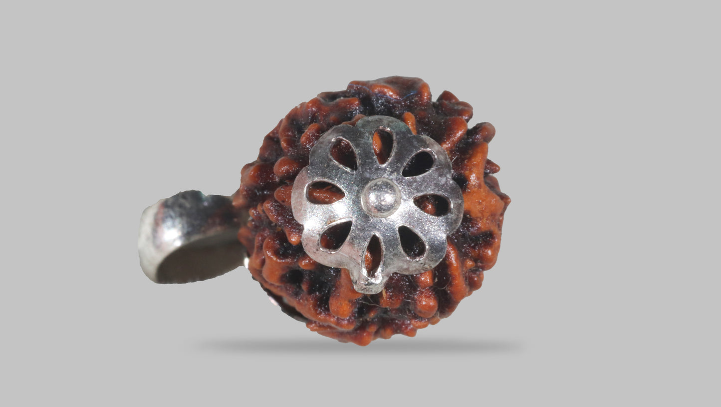 3 MUKHI RUDRAKSHA (20.81 mm)