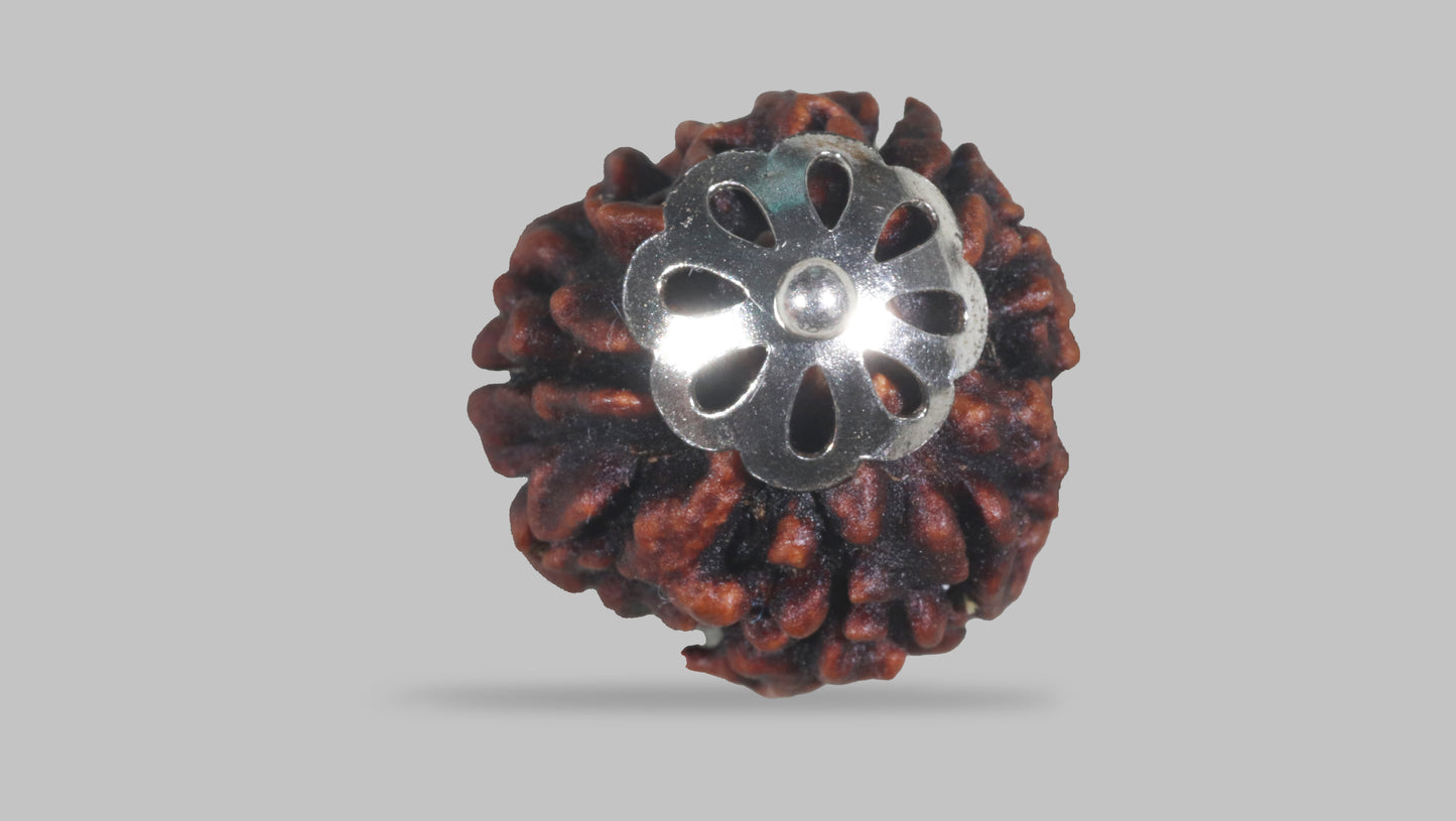 3 MUKHI RUDRAKSHA (21.47 mm)