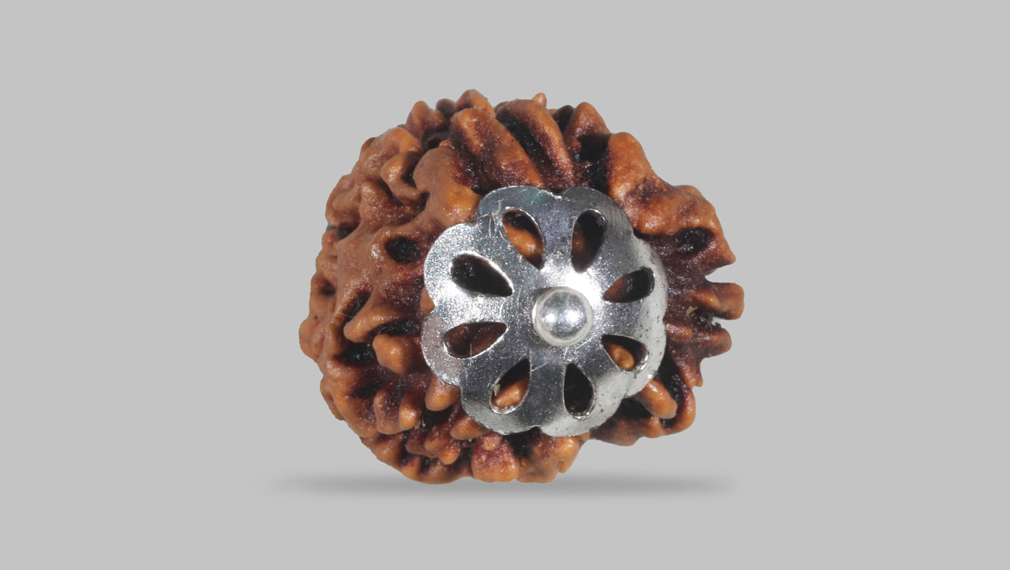 3 MUKHI RUDRAKSHA (20.88 mm)