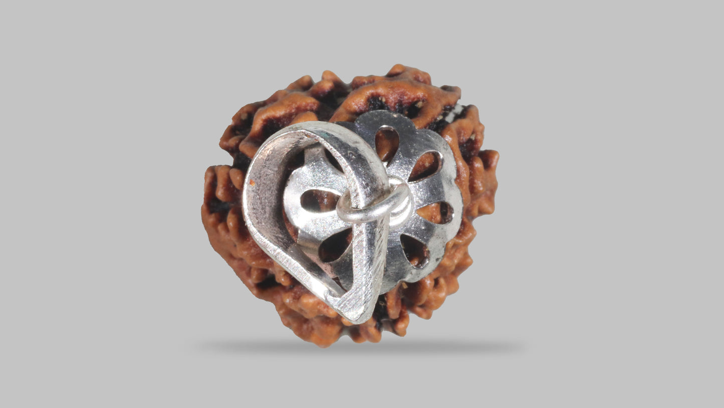 3 MUKHI RUDRAKSHA (20.88 mm)