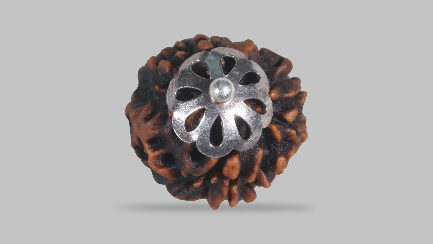 3 MUKHI RUDRAKSHA (22.33 mm)