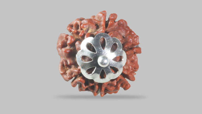 6 MUKHI RUDRAKSHA (18.95 mm)