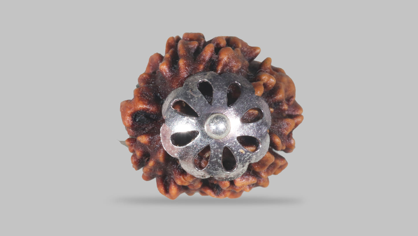 3 MUKHI RUDRAKSHA (21.40 mm)