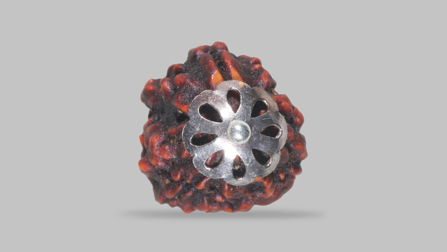 3 MUKHI RUDRAKSHA (21.15 mm)