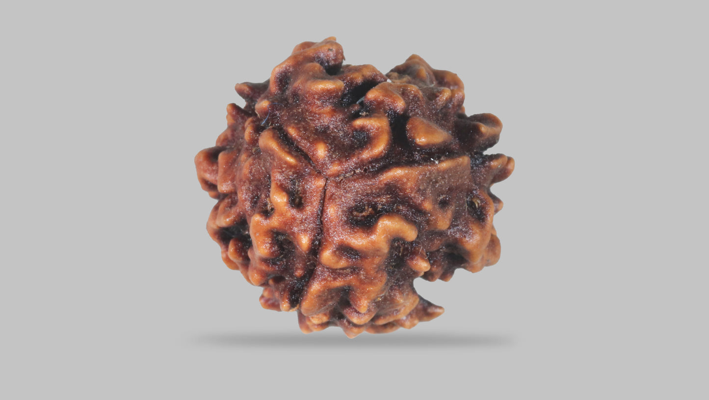 3 MUKHI RUDRAKSHA (23.35 mm)