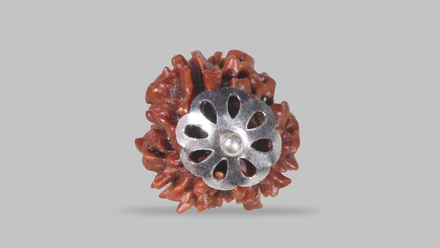 3 MUKHI RUDRAKSHA (22.86 mm)