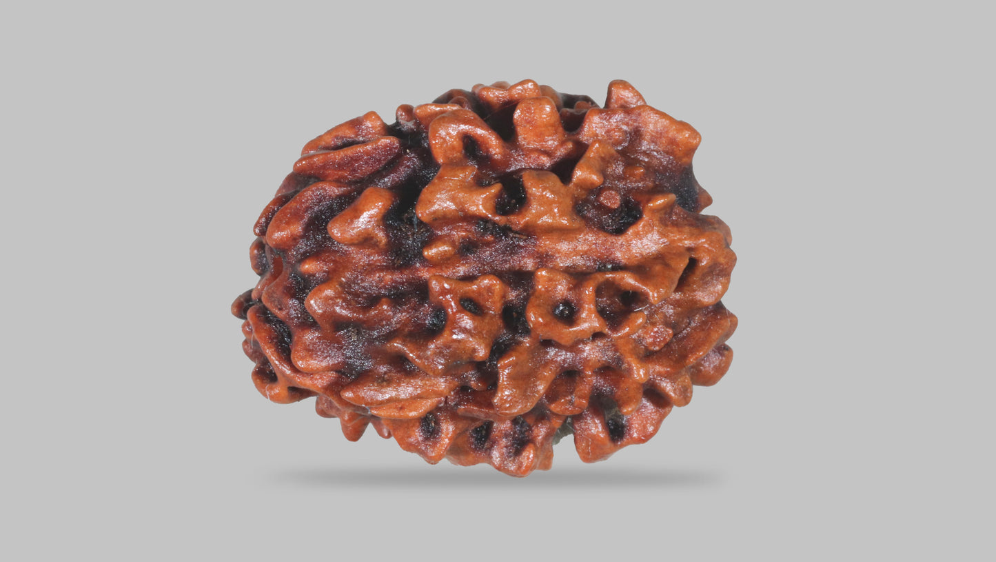 3 MUKHI RUDRAKSHA (21.75 mm)