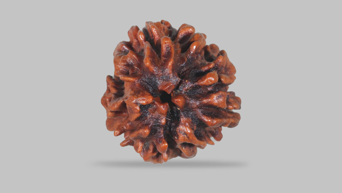 3 MUKHI RUDRAKSHA (21.75 mm)