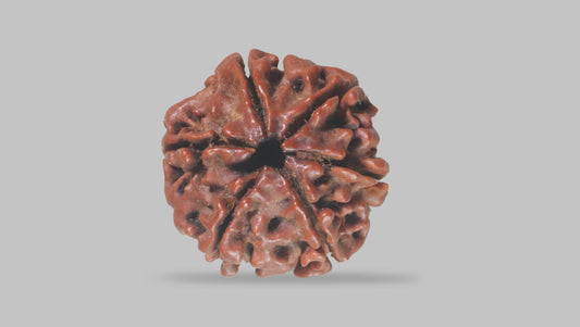 6 MUKHI RUDRAKSHA (19.55 mm)