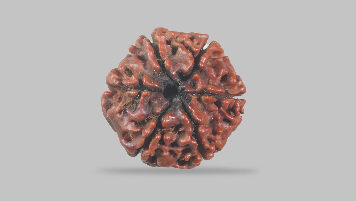 6 MUKHI RUDRAKSHA (19.51 mm)