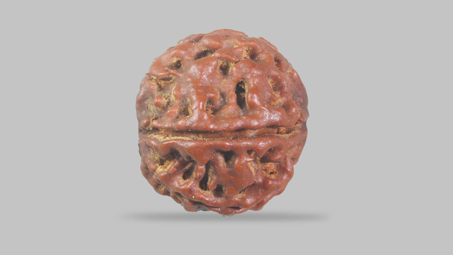 6 MUKHI RUDRAKSHA (17.77 mm)