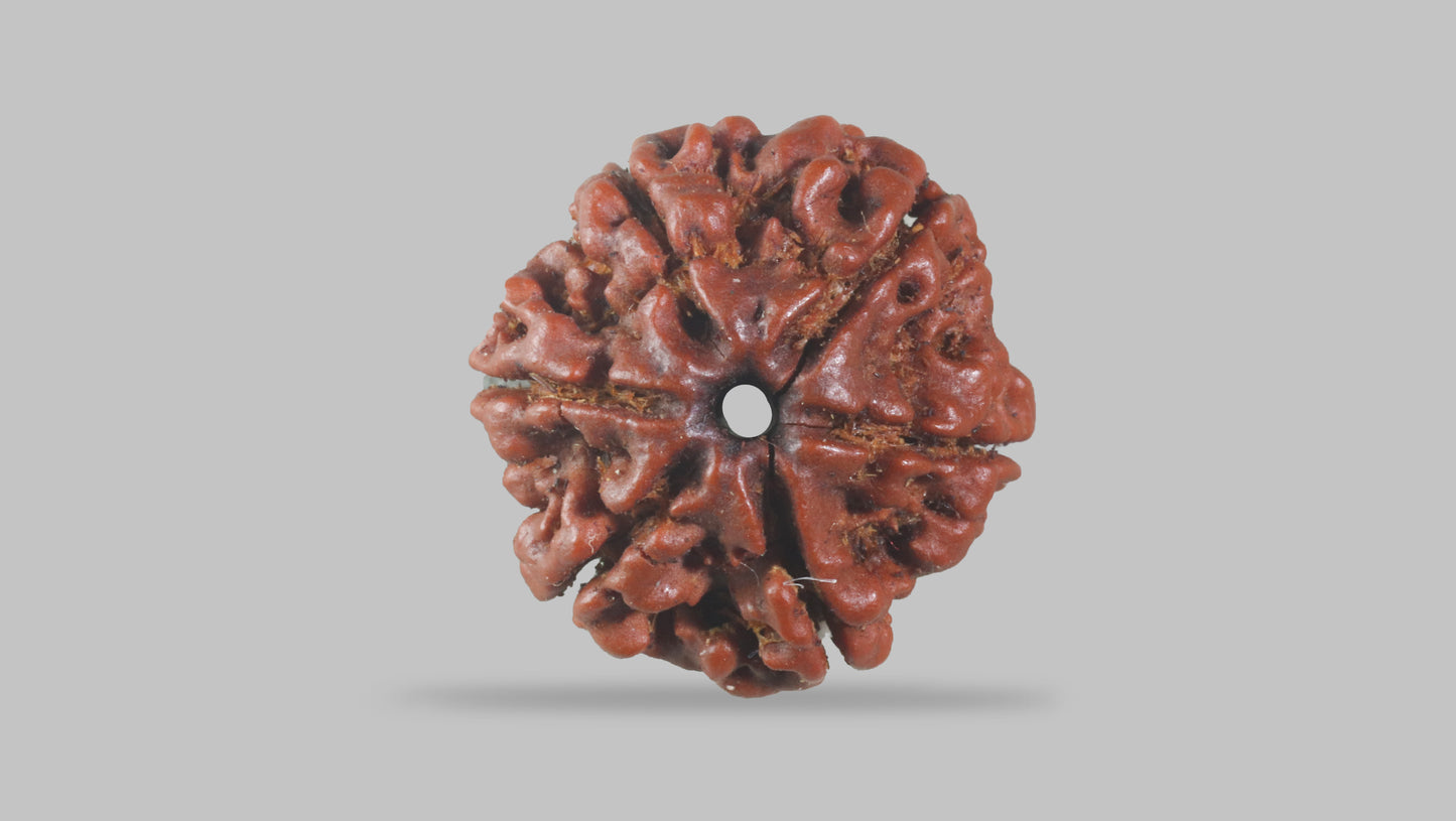 6 MUKHI RUDRAKSHA (19.96 mm)