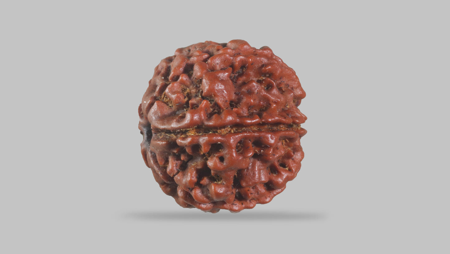 6 MUKHI RUDRAKSHA (19.96 mm)