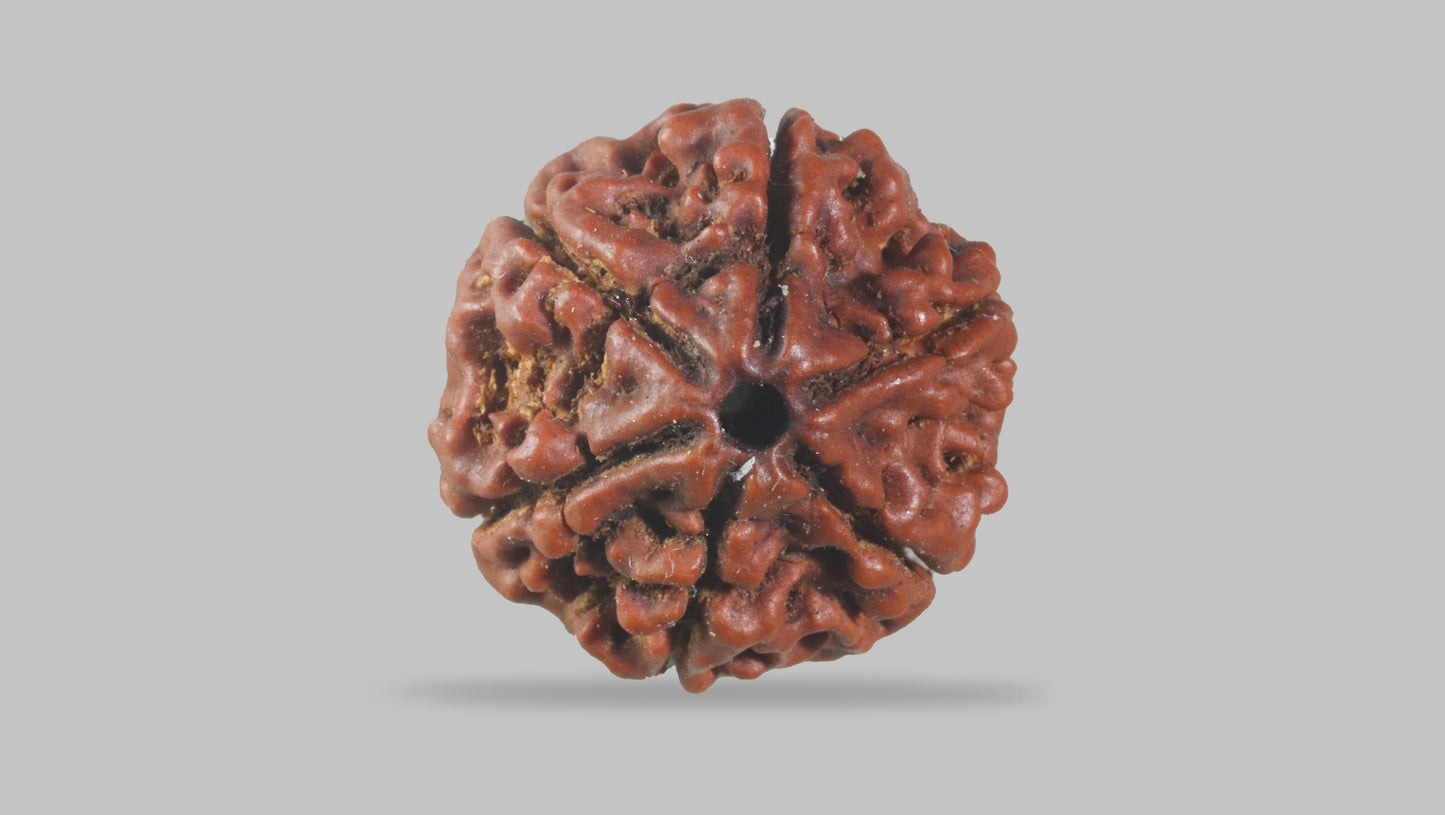 6 MUKHI RUDRAKSHA (20.20 mm)