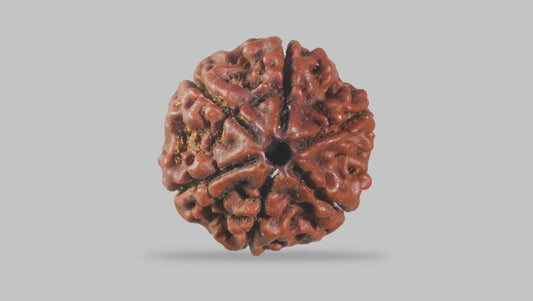 6 MUKHI RUDRAKSHA (20.20 mm)