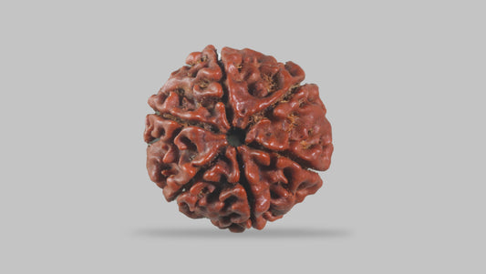 6 MUKHI RUDRAKSHA (19.31 mm)
