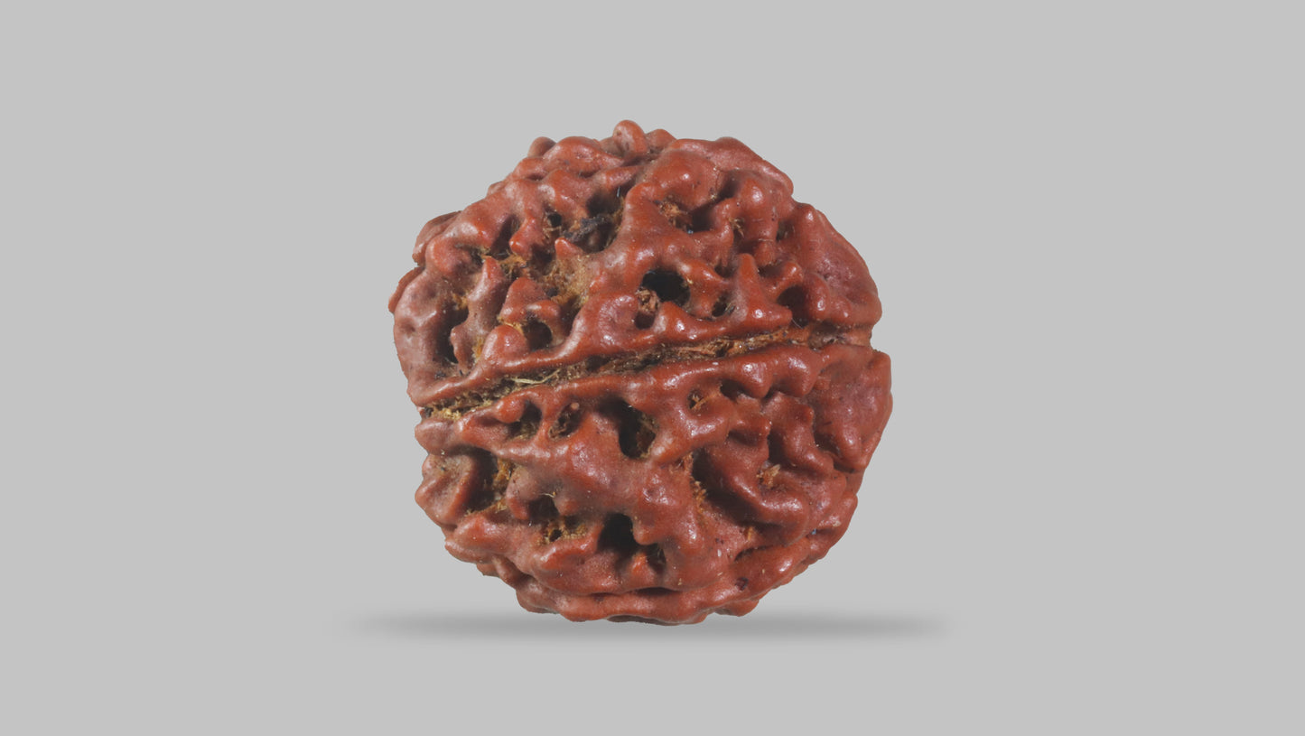 6 MUKHI RUDRAKSHA (19.31 mm)