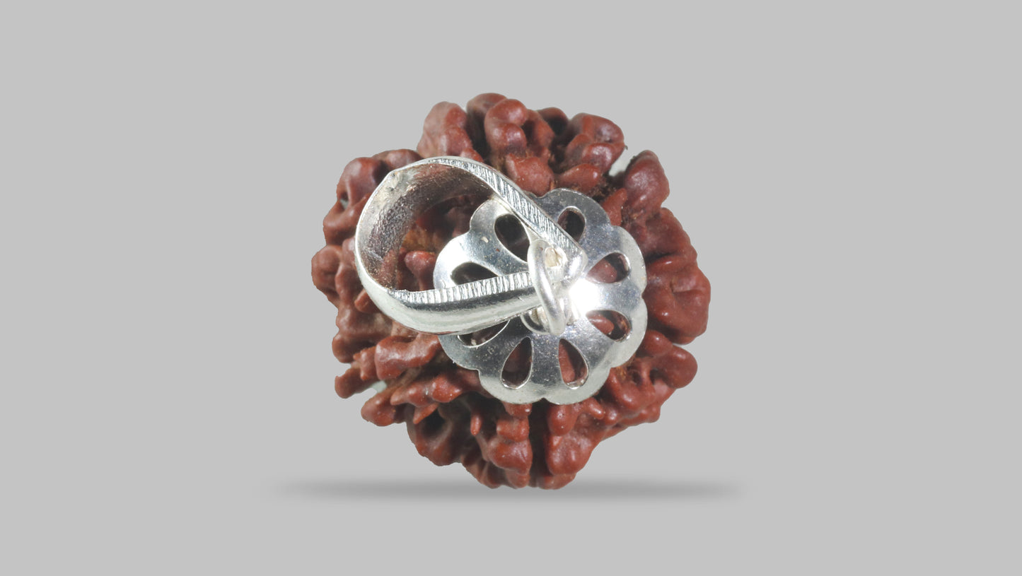 6 MUKHI RUDRAKSHA (20.25 mm)