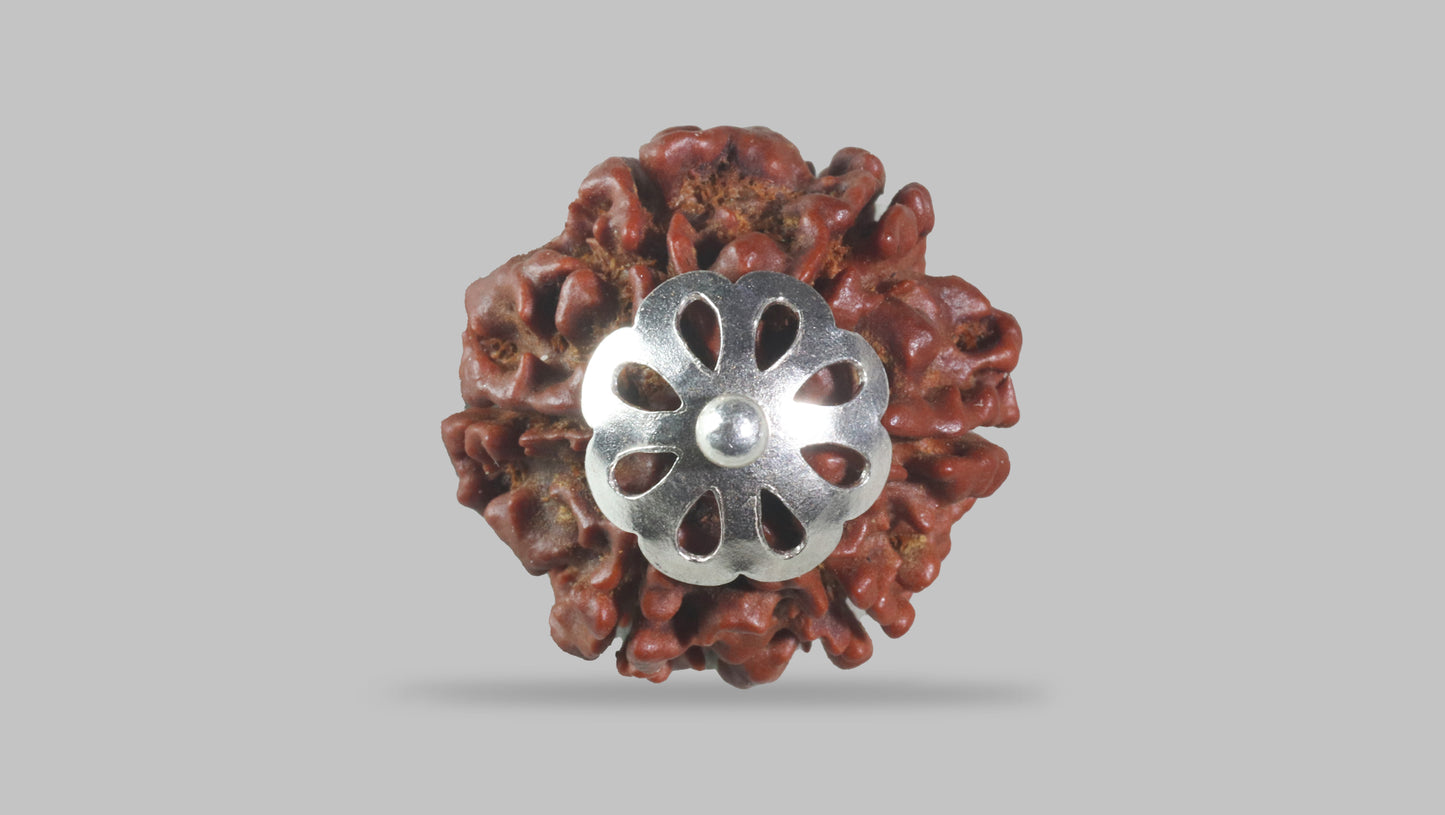 6 MUKHI RUDRAKSHA (20.25 mm)