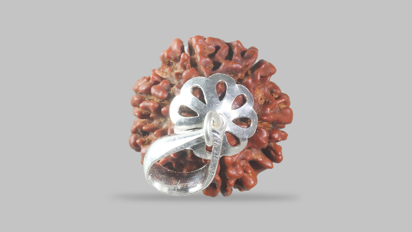 6 MUKHI RUDRAKSHA (20.75 mm)