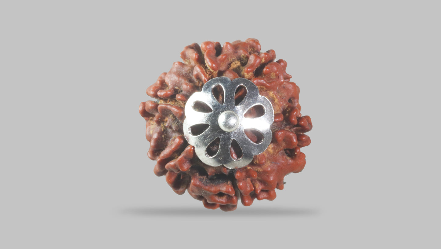 6 MUKHI RUDRAKSHA (20.75 mm)