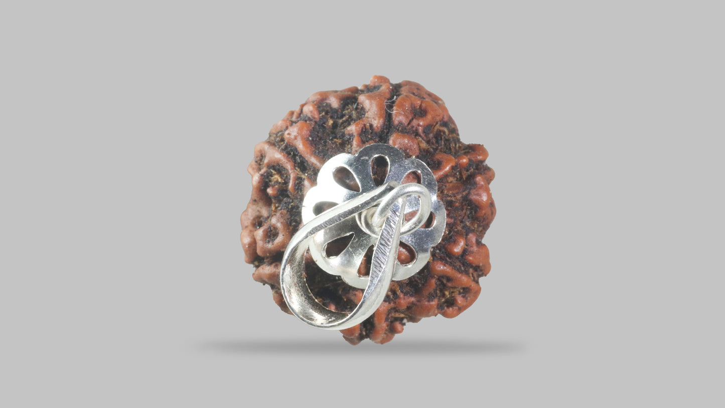 6 MUKHI RUDRAKSHA (20.65 mm)