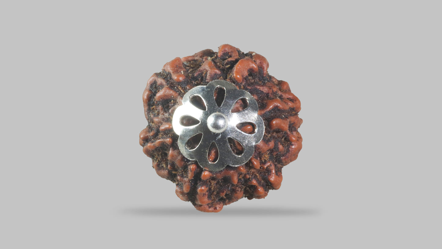 6 MUKHI RUDRAKSHA (20.65 mm)