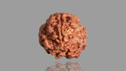 3 MUKHI RUDRAKSHA (17.31 mm)