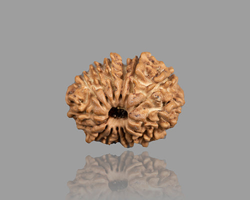 15 MUKHI RUDRAKSHA (21.95 mm)
