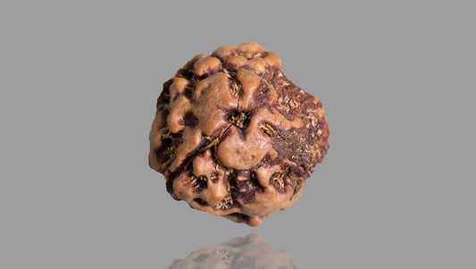 3 MUKHI RUDRAKSHA (16.68 mm)