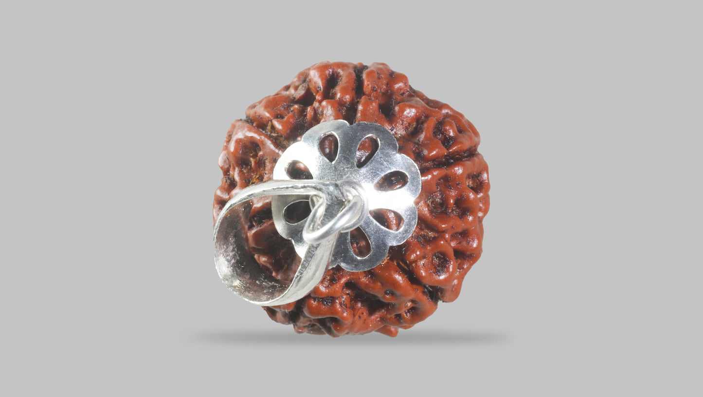 6 MUKHI RUDRAKSHA (20.30 mm)