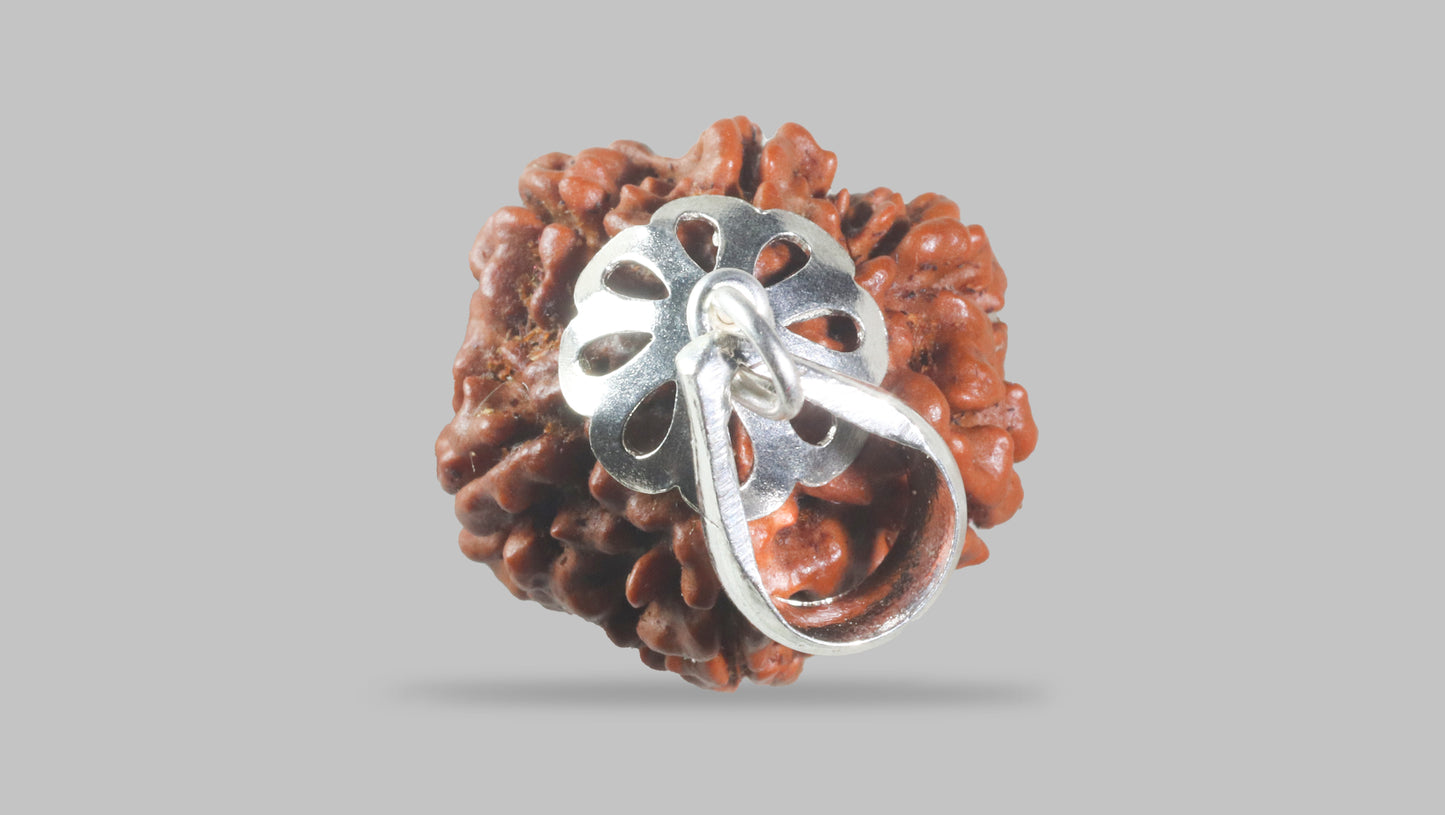 6 MUKHI RUDRAKSHA (19.90 mm)