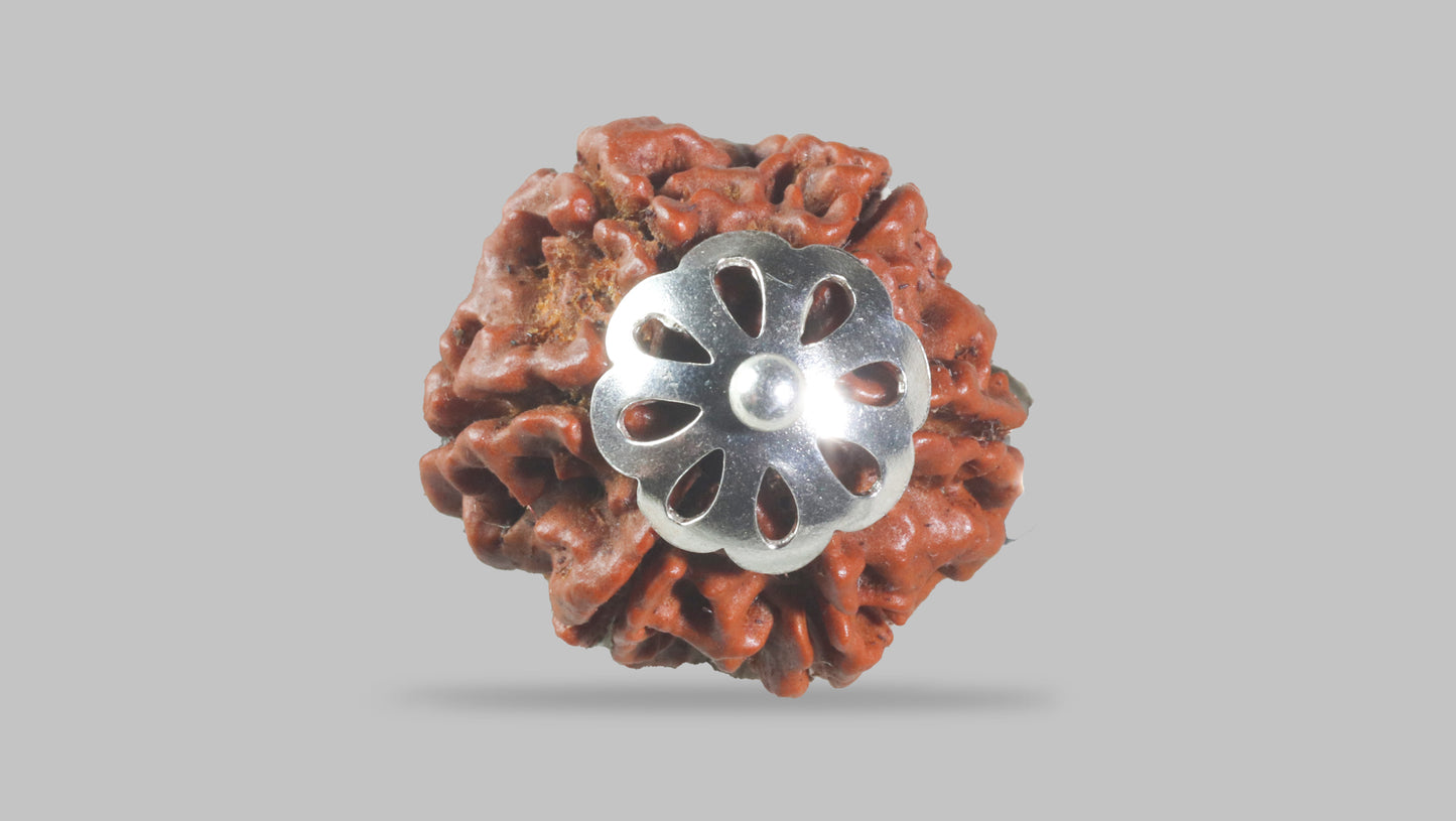 6 MUKHI RUDRAKSHA (19.90 mm)