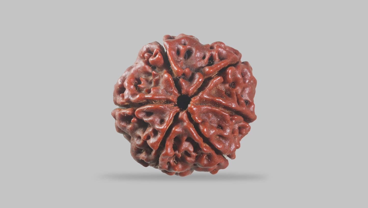 6 MUKHI RUDRAKSHA (22.10 mm)