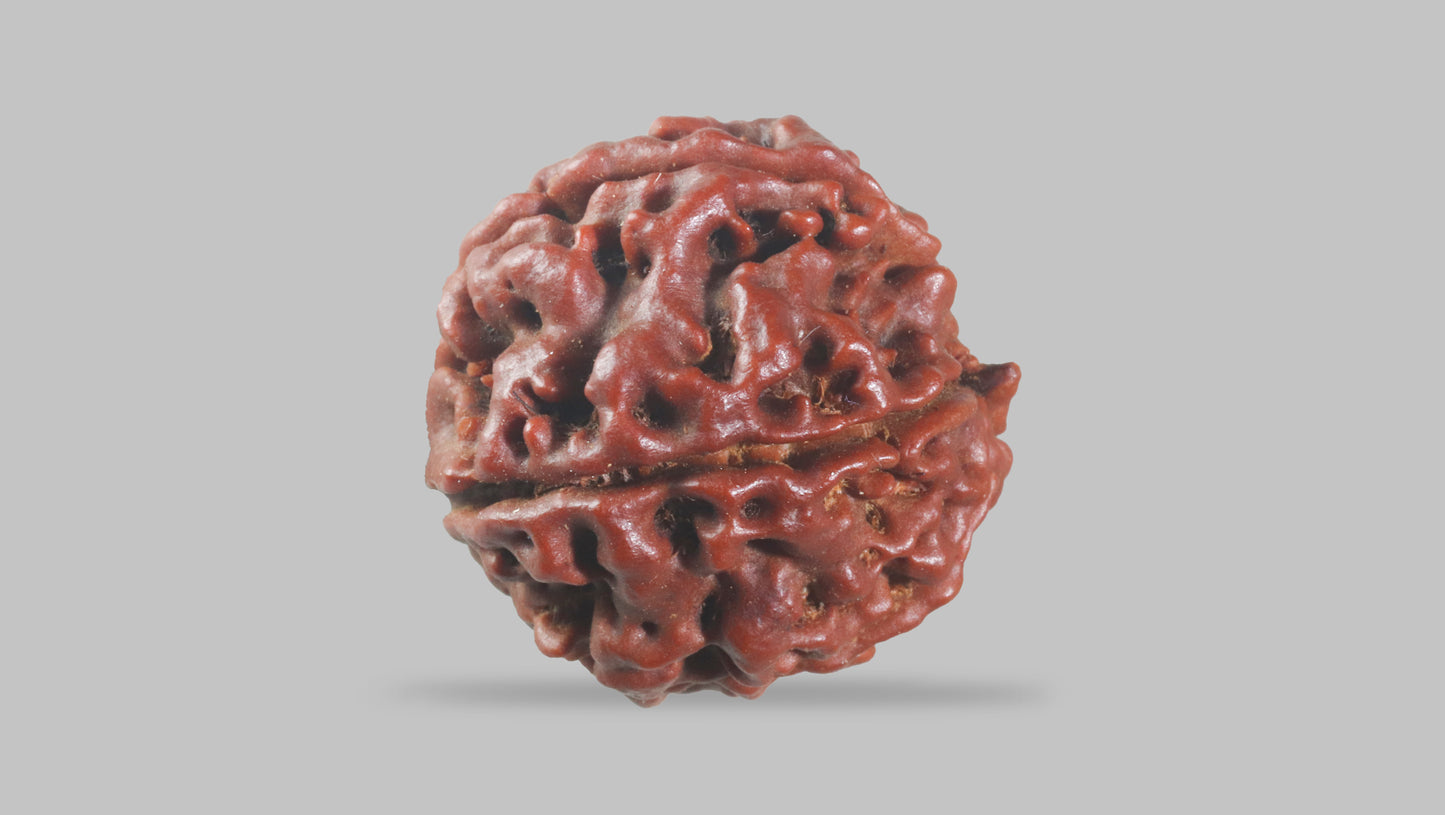 6 MUKHI RUDRAKSHA (22.10 mm)