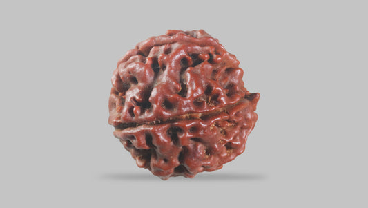 6 MUKHI RUDRAKSHA (22.10 mm)