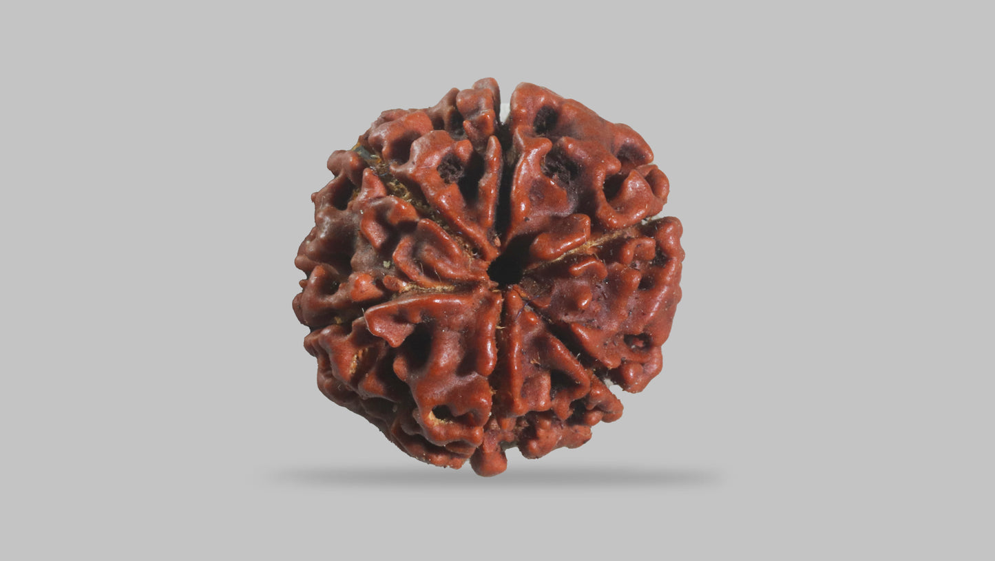 6 MUKHI RUDRAKSHA (18.55 mm)