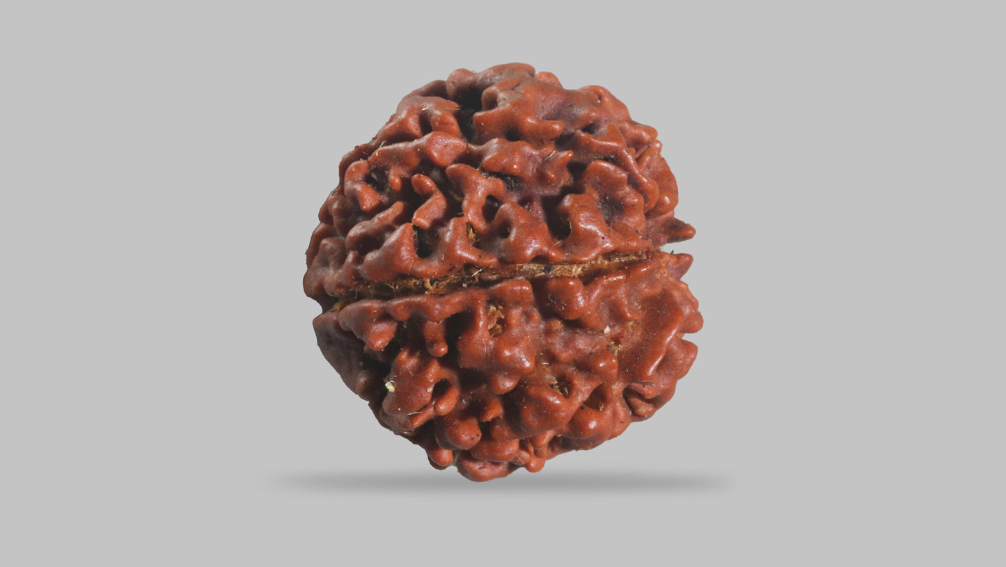6 MUKHI RUDRAKSHA (18.55 mm)