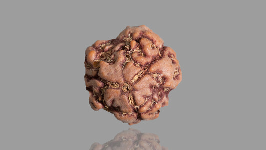 3 MUKHI RUDRAKSHA (16.60 mm)