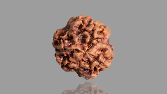 3 MUKHI RUDRAKSHA (18.39 mm)