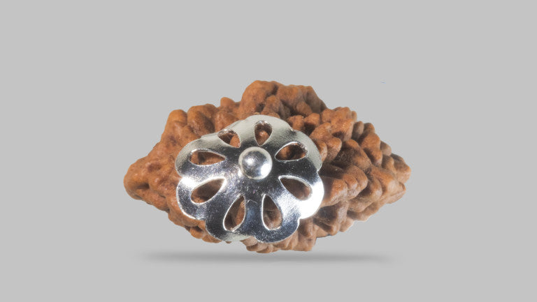 2 MUKHI RUDRAKSHA (28.81 mm)