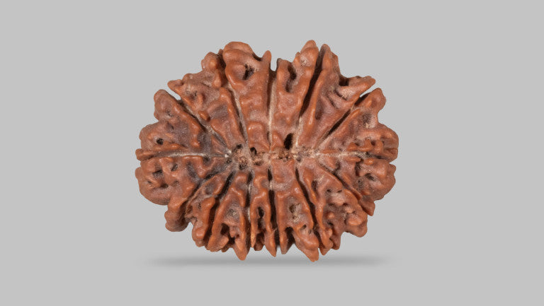 13 MUKHI RUDRAKSHA (29.75 mm)
