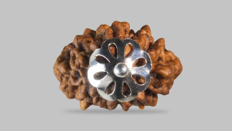 2 MUKHI RUDRAKSHA (29.58 mm)