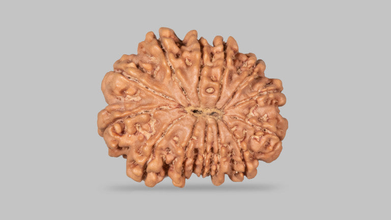 13 MUKHI RUDRAKSHA (29.04 mm)