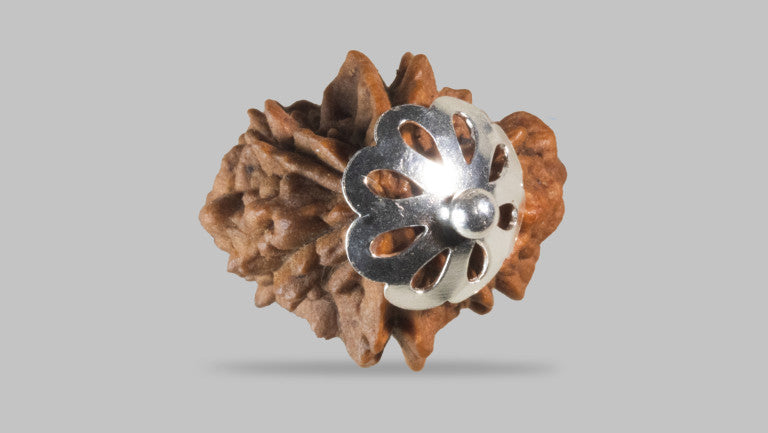 2 MUKHI RUDRAKSHA (25.51 mm)