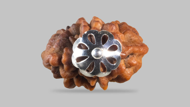 2 MUKHI RUDRAKSHA (29.11 mm)